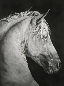 EQUINE STUDY # 201